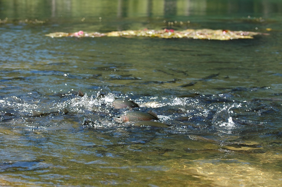Trout Jumping